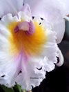 Cattleya trianaei v.concolor (mikiorchid) 